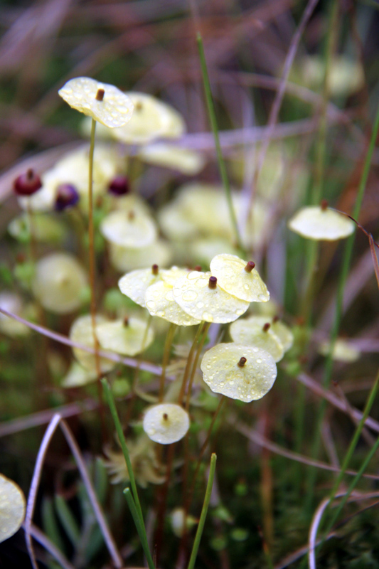 Splachnum luteum